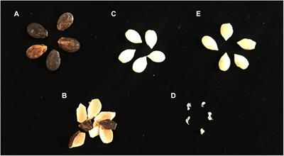 Vertical Transmission of Diverse Cultivation-Recalcitrant Endophytic Bacteria Elucidated Using Watermelon Seed Embryos